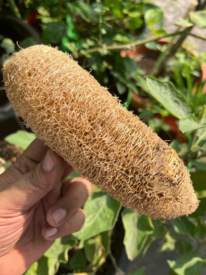 Natural Loofah Body Scrubber – Eco-Friendly Bath Sponge for Gentle Exfoliation & Healthy Skin (1 Piece)