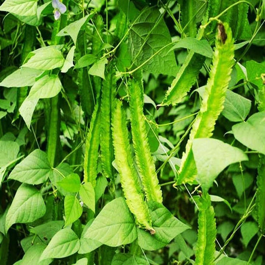 1 feet long winged beans
