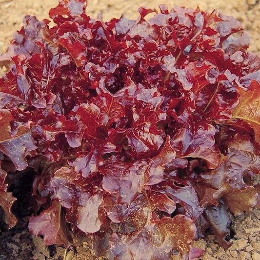 Red Lettuce Seeds