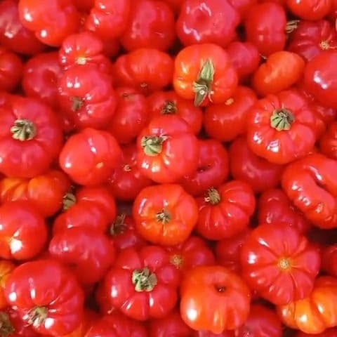 Italian Tomato Seeds