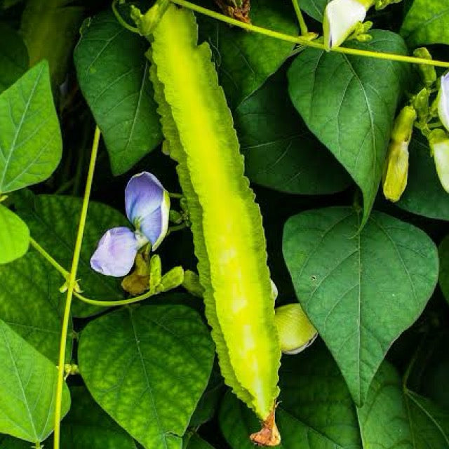 Winged beans