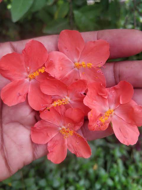 Nitya Malle Red | Tiny hibiscus