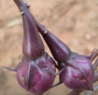 Purple Clove Beans