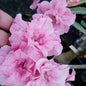 Adenium Pink Candy – Double Layer Grafted Desert Rose | Rare Hybrid Adenium with Soft Pink Blooms