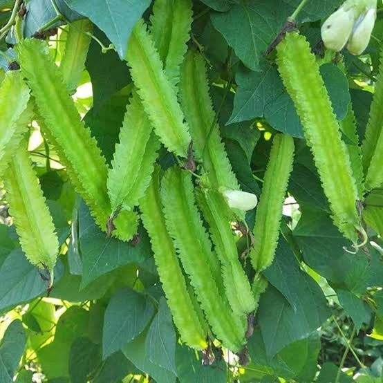 Winged beans