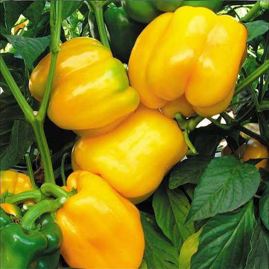 yello Capsicum Seeds