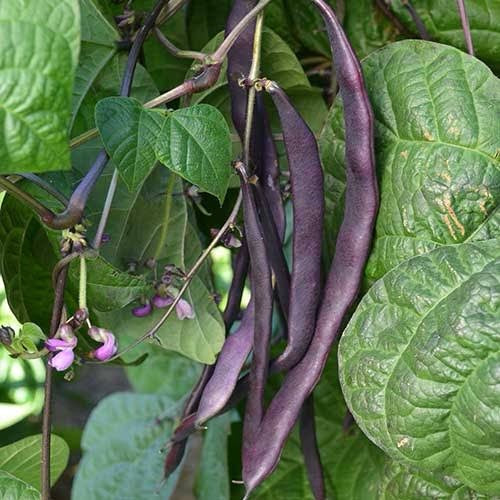 Purple podded Beans