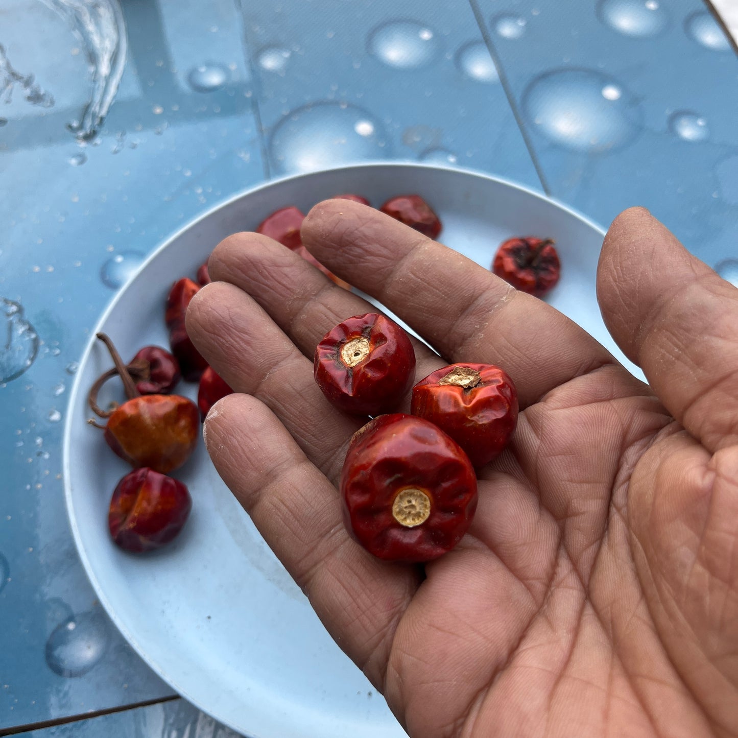 Round Mirapa Desi seeds