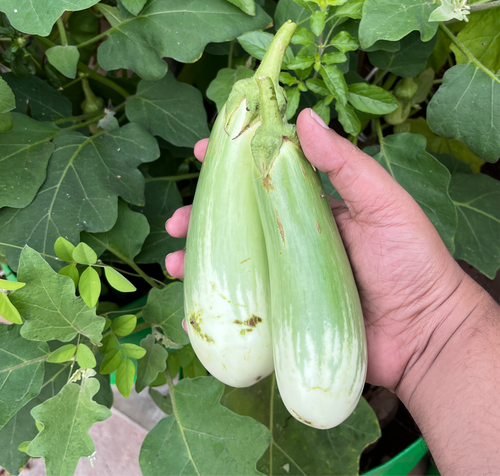 Green long Brinjal Seeds striped