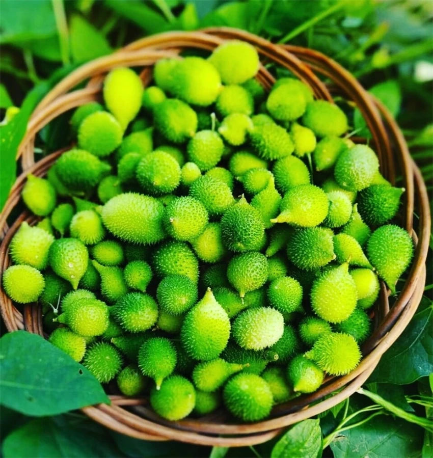 Spine Gourd Seeds / Agakara