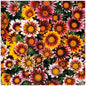 Gazania Mix Dwarf Flower Seeds – Vibrant, Hardy Blooms for Your Garden Beds