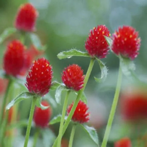 Gomphrena Strawberry Fields Seeds