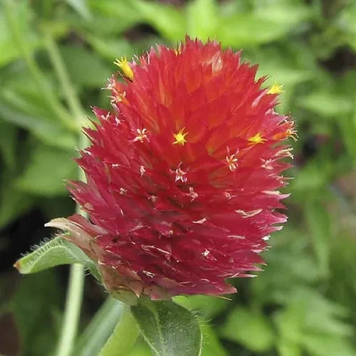 Gomphrena Strawberry Fields Seeds