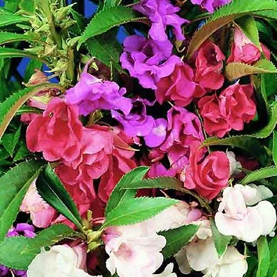 Balsam Flower 10 Seeds mixed