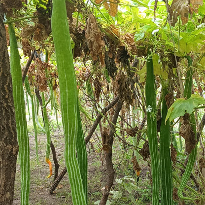 Snake Gourd Long Variety 🌱