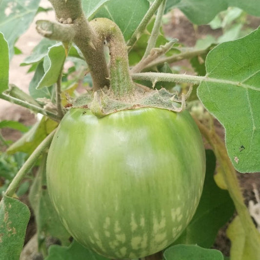 Green thorn brinjal (Pachadi Vankaya)