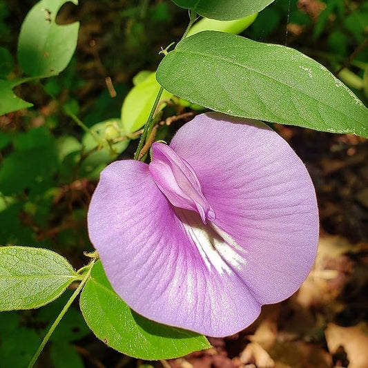 Lavender Aparajitha (Shanku) Flower Seeds