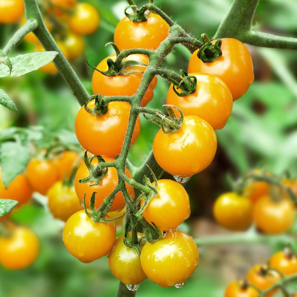 Yellow Cherry Tomato Seeds -Perfect for Your Home Garden