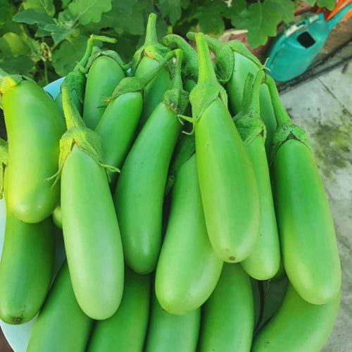 Green Long plain Brinjal Seeds