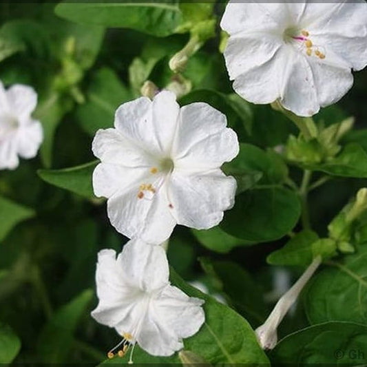 White Chandrakanta / 4 O'Clock Flower Seeds