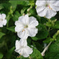 White Chandrakanta / 4 O'Clock Flower Seeds