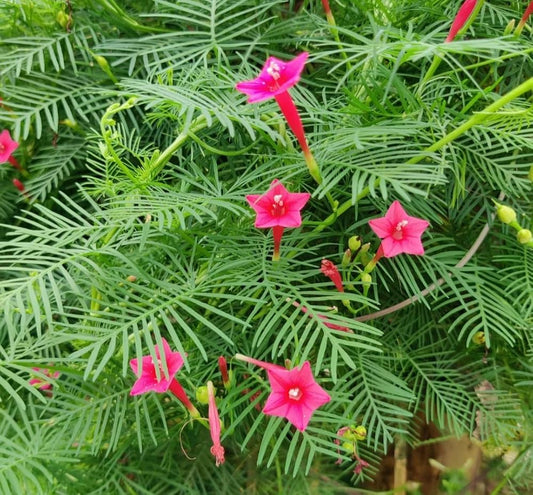 Cypress Vine Seeds(KasiRatnam)