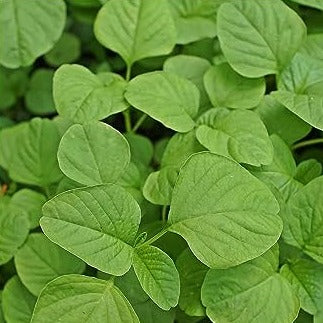 Thotakoora /Amaranth Seeds (Pack of 2)