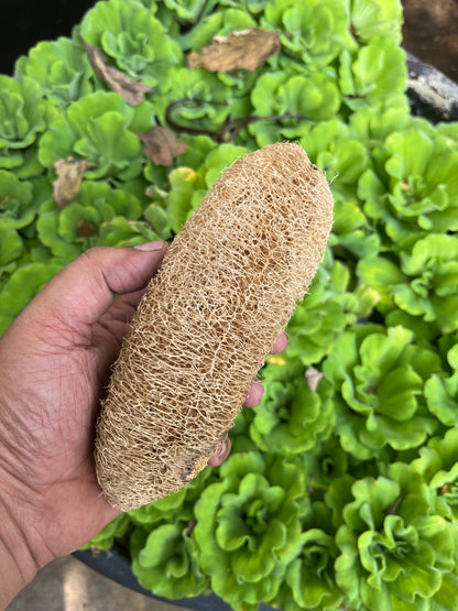 Natural Loofah Body Scrubber – Eco-Friendly Bath Sponge for Gentle Exfoliation & Healthy Skin (1 Piece)