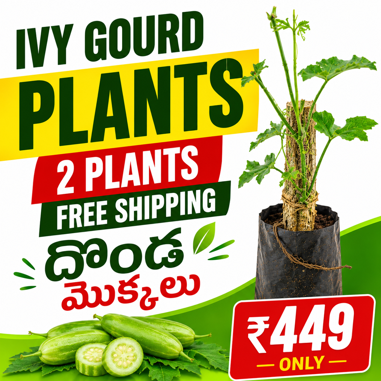 Ivy gourd plants (Pencil దొండ మొక్కలు)- 2 plants (Free Shipping)