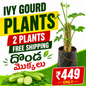 Ivy gourd plants (Pencil దొండ మొక్కలు)- 2 plants (Free Shipping)