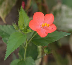 Nitya Malle Red | Tiny hibiscus