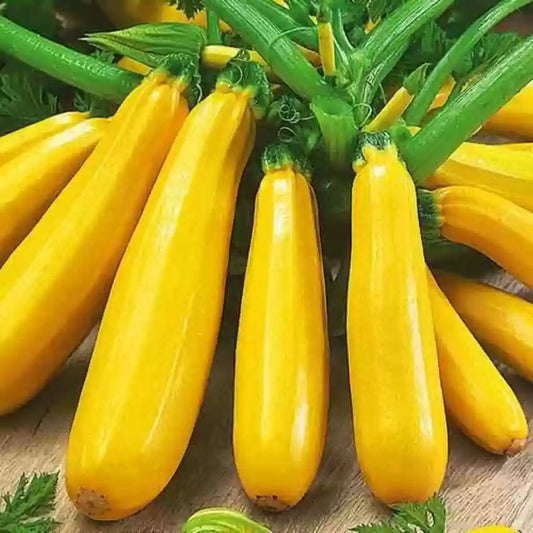 Yellow Zucchini