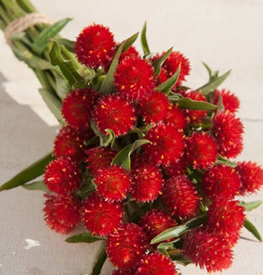 Red Gompherna flower seeds