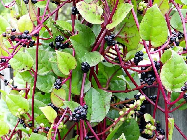 Red Bachali (Red Malabar spinach)