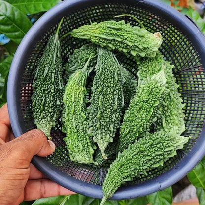 Bitter gourd (Hybrid)