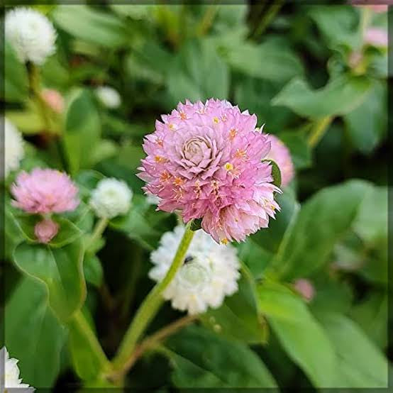 Baby Pink Gompherna Flower seeds