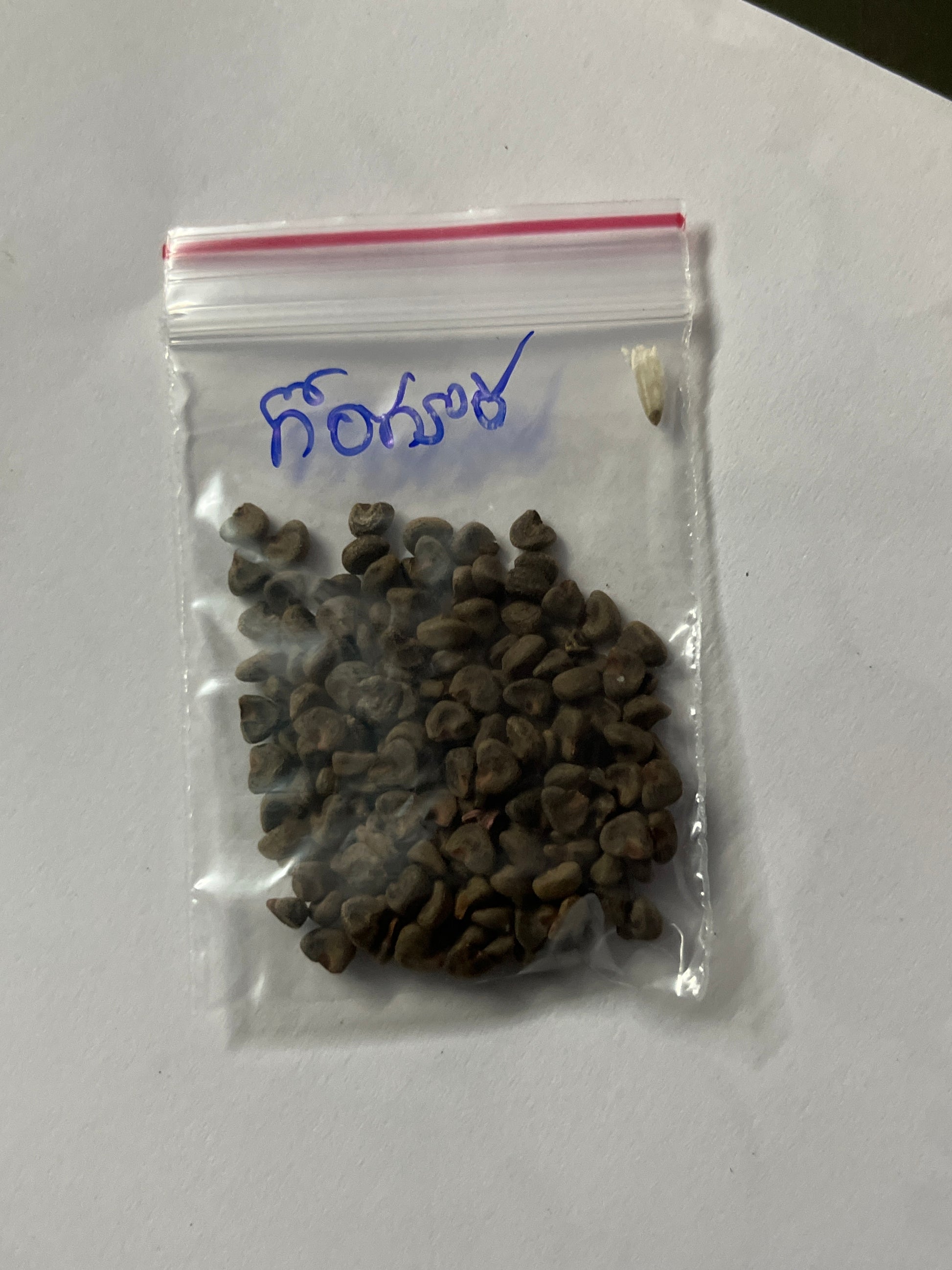 gongura plant seeds Gongura Seeds – Easy to Grow with Excellent Germination – Organic Prabha Store