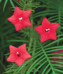 Red Kasi ratnam / Red Cypress Vine