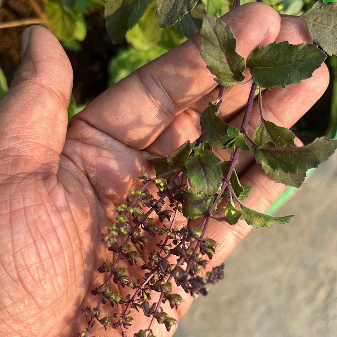 tulsi plant from seeds Vishnu Tulasi seeds – Organic Prabha Store