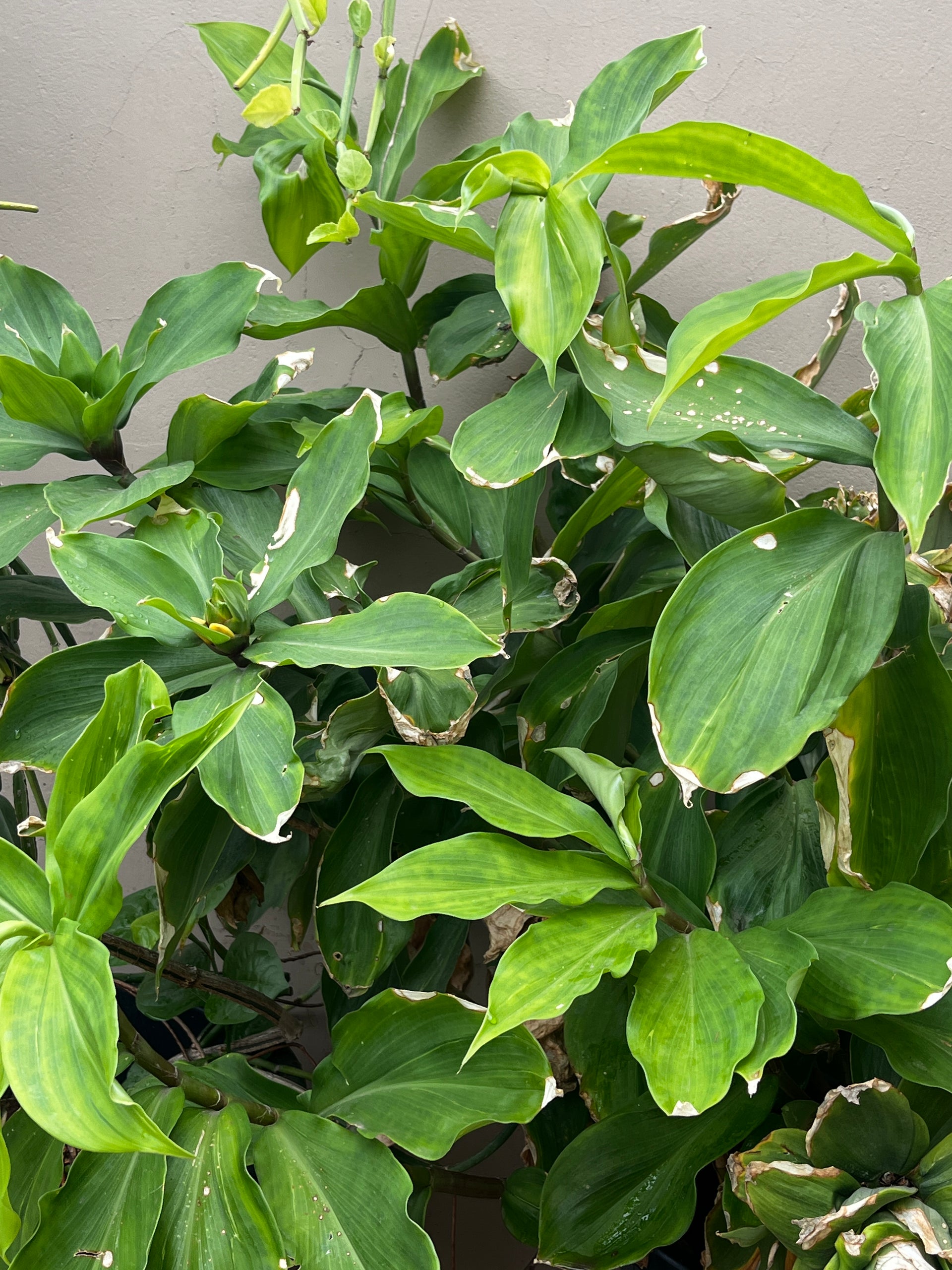 buy insulin plant seeds Insulin Plant 2 stem Cuttings – Organic Prabha Store