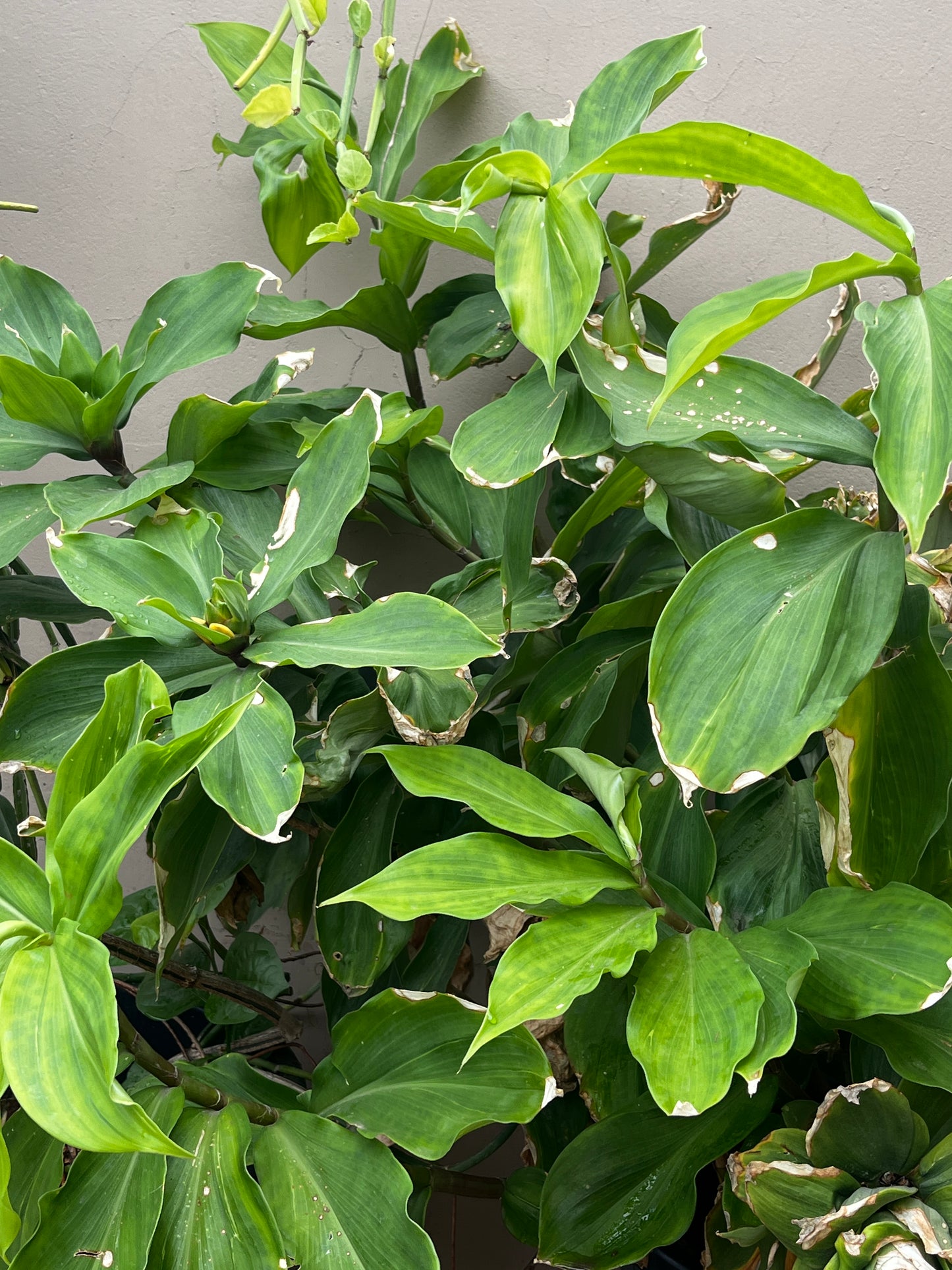 Insulin Plant 2 stem Cuttings