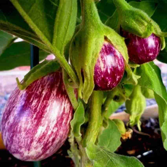 Purple striped Brinjal