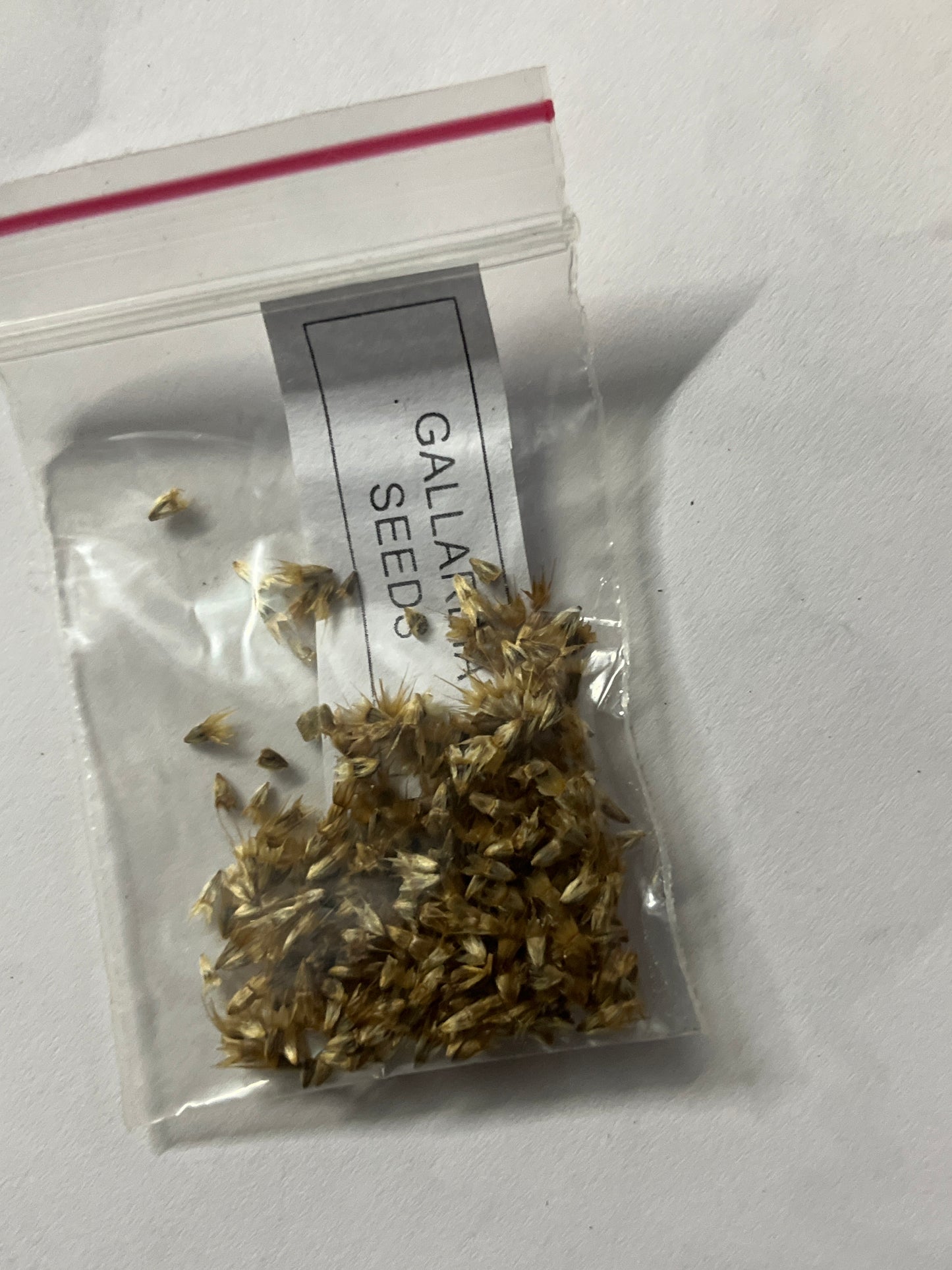 Gallardia flower seeds