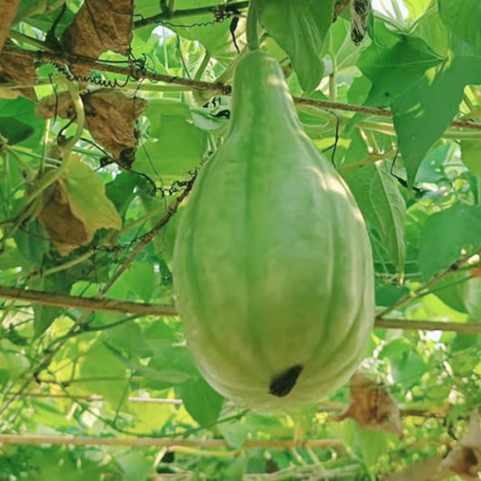 Delhi Bottle gourd / Delhi Sorakaya