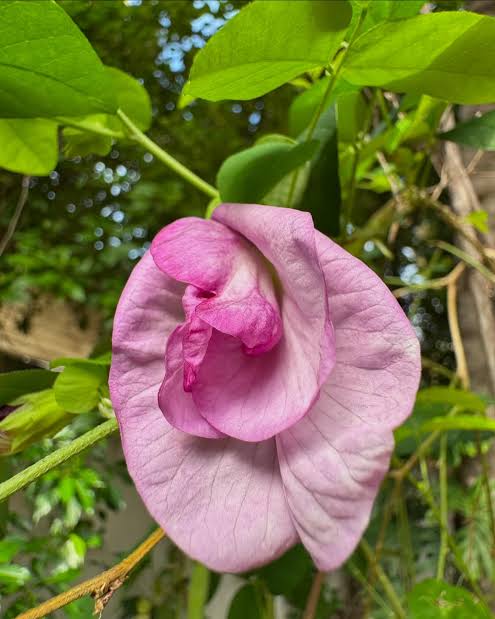 Pink shanku flower Multi petal