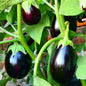 Brinjal – Black Beauty (Heirloom Variety) -dark purple