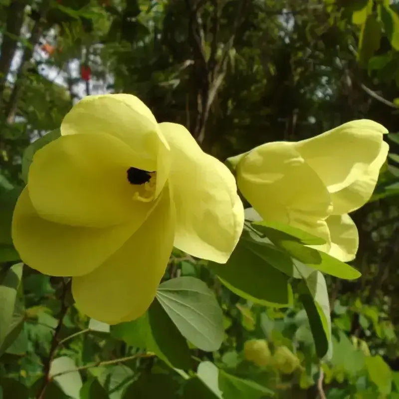 Yellow Devakanchanam Flower Seeds