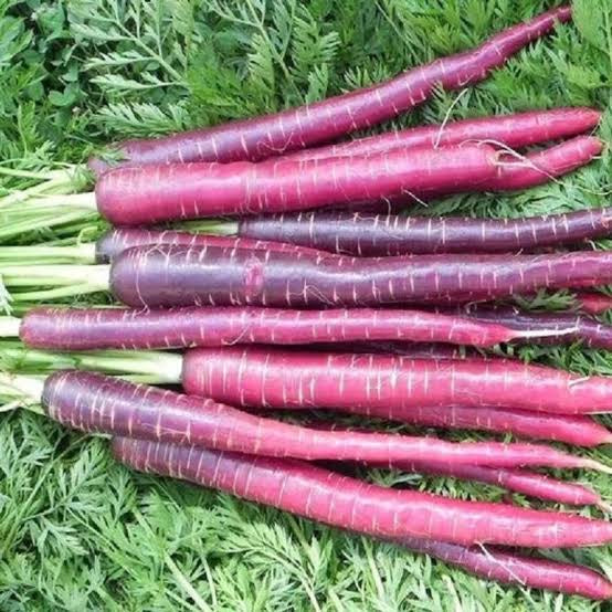 Purple carrot seeds