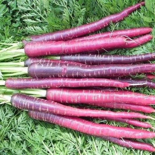 Purple carrot seeds