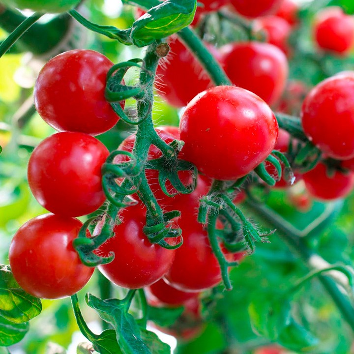 Red Cherry Tomato Seeds – Sweet & Juicy Perfect for Indian Home Gardens